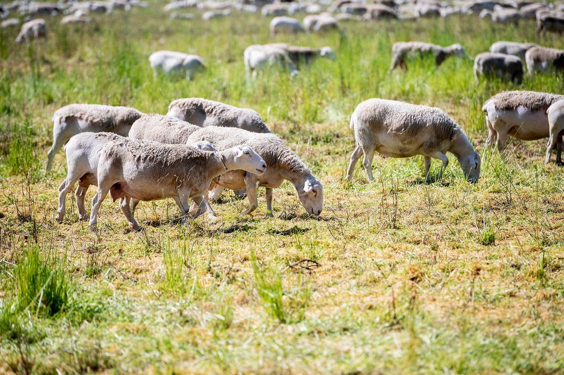 Sheep control plant and weed growth at Merced wastewater treatment plant. Why it’s important