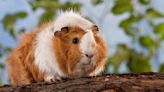 From a jumpy guinea pig to a dapper dog - your pet queries answered