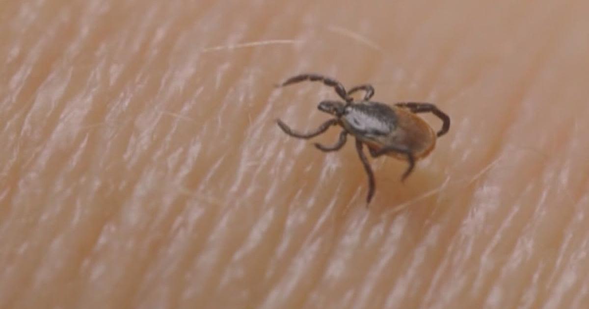 Local veterinarian speaks on keeping pets safe from ticks