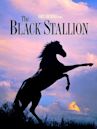 The Black Stallion