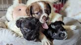 Abandoned puppies briefly reunited with mother