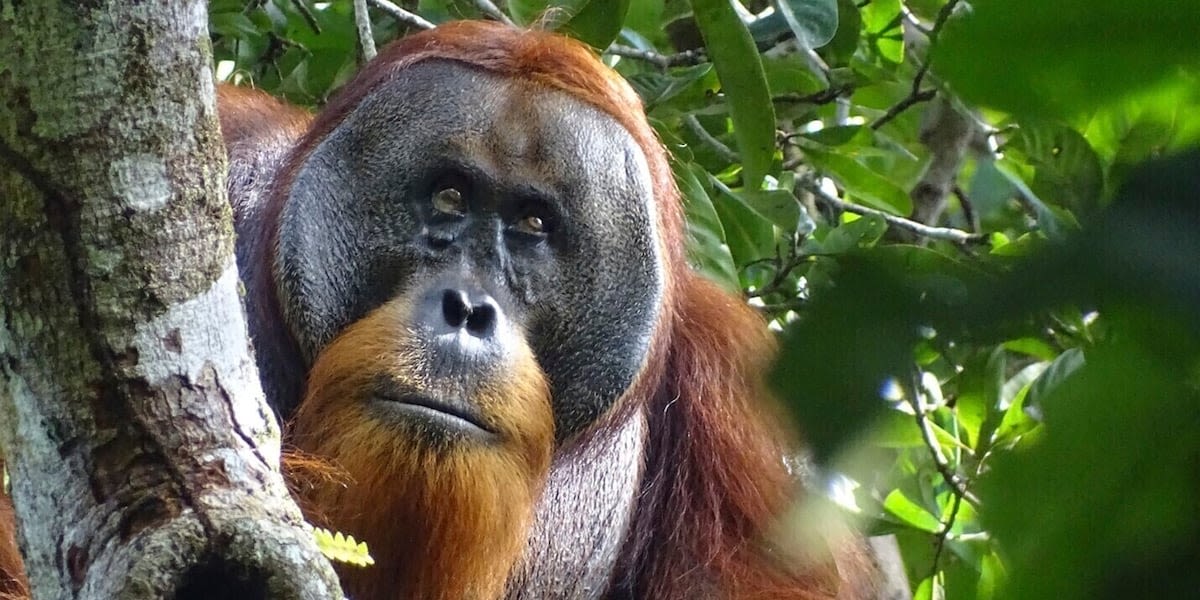 A wild orangutan used a medicinal plant to treat a wound, scientists say