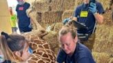 Kendi, a Milwaukee County Zoo giraffe, required surgery for a unique breeding injury