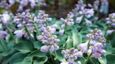 20 Hosta Varieties With Beautiful Foliage and Blooms