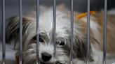 Whether Miami-Dade does it or someone else, it’s time to fix the animal-shelter problem | Opinion