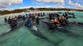 Last of nearly 100 pilot whales that beached on Australia's coast are euthanized after rescue fails