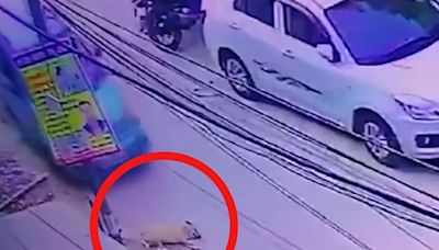 'Inhuman': Car Deliberately Runs Over Sleeping Dog in Ghaziabad, Disturbing Footage Goes Viral - News18
