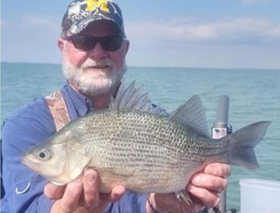 Man catches "monstrous" record-breaking white perch in Michigan – KION546