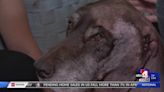 West Valley City resident speaks out after neighbor’s dogs attack, nearly kill her elderly dogs