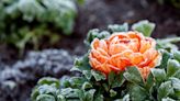 5 things you can use to cover outdoor plants to protect them from frost - they're ideas that gardeners swear by