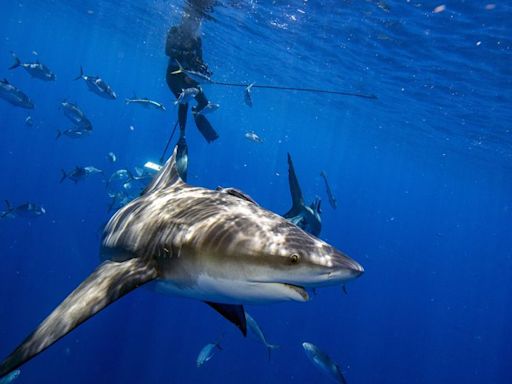 How to survive a shark attack – or better yet, avoid one entirely