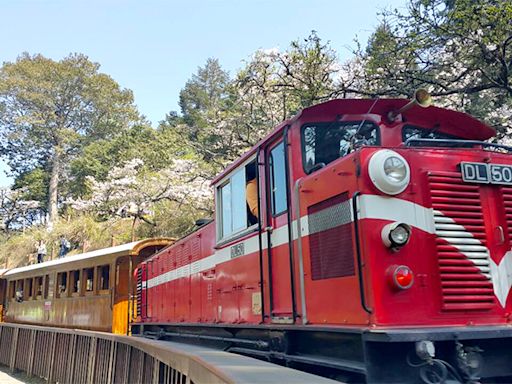 小團國旅旅行社推薦，嘉義阿里山行程獲好評