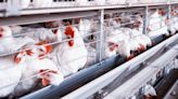 Colorado is rocked by outbreak of H5N1 bird flu - weeks after plague