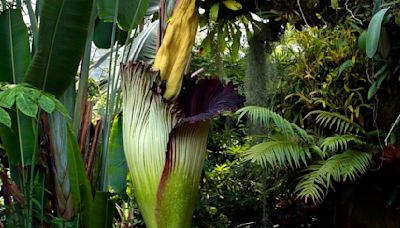 MoBot corpse flower will bloom, odoriferously, soon