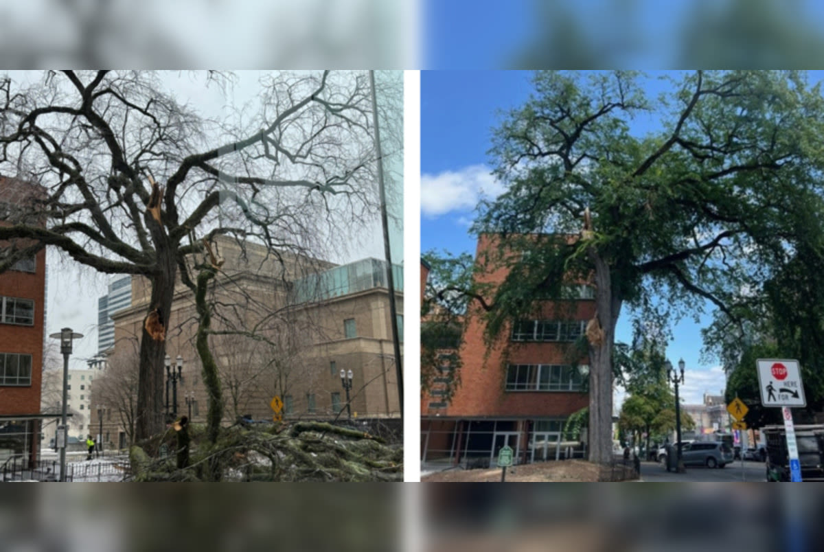 Portland Bids Farewell to Historic Heritage Tree #1 Amid Safety Concerns