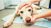Study Recommends Cancer Screening for Dogs as Young as 4 Years Old