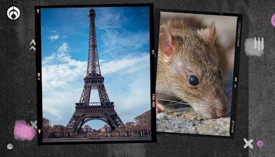 París está repleto de ratas, ¿cómo es el plan para ‘convivir’ con ellas? (FOTOS) | Fútbol Radio Fórmula