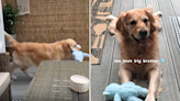 Watch golden retriever's crucial role in gender reveal—"best big brother"