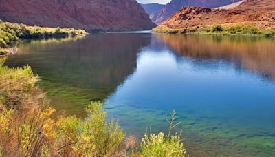Small plant may play key role in Colorado River’s future