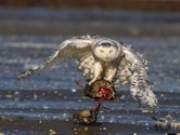 Snowy owl