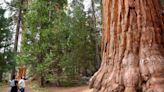 Sequoia National Park’s Famous Generals Highway Will Fully Reopen Soon — What to Know