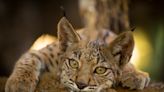 A European wild cat was nearly extinct. Now, it is making a comeback.