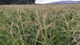 En peligro el cultivo de arroz bomba por las dificultades de controlar hongos y plagas: 'Es una misión imposible'