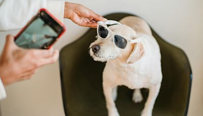 Mascotas en redes sociales o la fiebre de sus dueños por crearles su propio perfil y rentabilizarlo