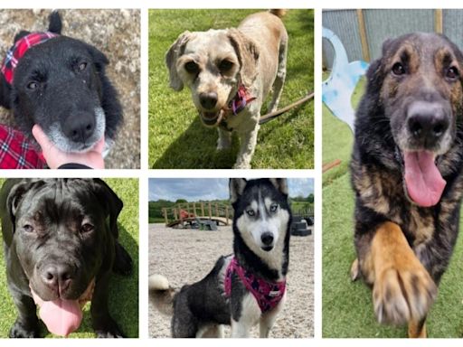 The five dogs looking for forever homes at Many Tears Animal Rescue