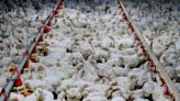 Texas avian flu outbreak spreads from cows to humans and chickens, but is ‘a very, very small part of the overall picture,’ state agriculture boss says