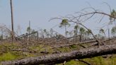 Danger lurks: Native pine bark beetles attack stressed or dying trees