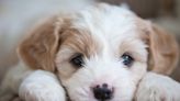 An unknown illness has killed dozens of puppies in Michigan. Here are the symptoms of the parvovirus-like condition to look out for in your dog.