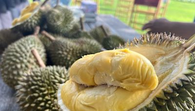 Penang banks on durian tourism to drive up local economy