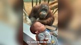 Ternura en estado puro: la orangután Amber le pide a una madre ver a su bebé y la reacción es conmovedora