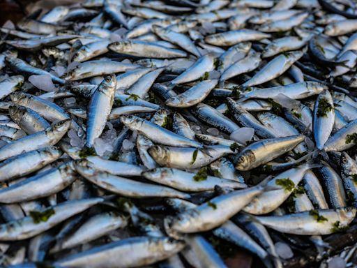 大量魚屍漂浮嘉南大圳 環保局初判主因為水中溶氧不足