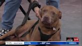 Senior dog Red seeking calm foster family for retirement