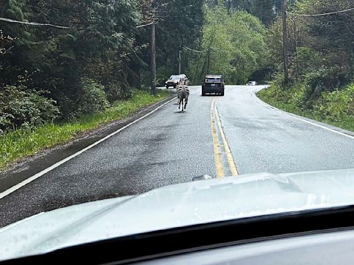 Escaped zebra captured near Seattle after gallivanting around Cascade mountain foothills for days