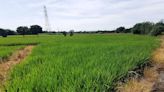 石門輪灌供水不足影響稻作 先緊急供水及擬先調6月給水