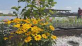 Canada’s only rooftop garden on top of a supermarket keeps on producing - Montreal | Globalnews.ca