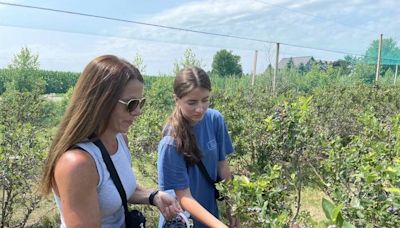 Blueberry picking season underway in Essex County