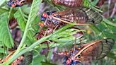 Ga. expert explains cicada emergence in the CSRA