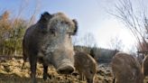 Hog wild: KY one of the top states with a costly feral pig problem, but don’t shoot them