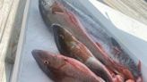 Spanish mackerel, pompano in the surf; Kingfish championship fishing this weekend