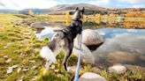 Want to enjoy a stress-free stroll with your dog? You need this trainer's three simple loose leash walking tips