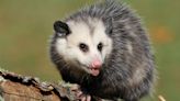 Man Details Sweet Facts About Opossums Most People Don’t Know