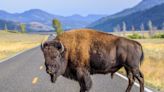 Bison Gores Woman, 83, in Yellowstone National Park