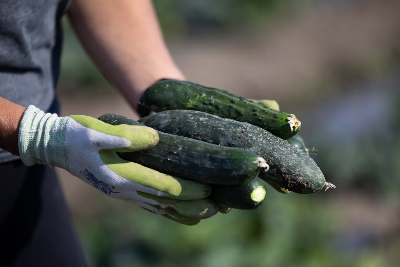 Cucumber recall due to potential listeria contamination
