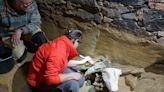 Mammoth Bones Found in Wine Cellar
