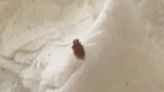Woman claims bed bugs were found in Albuquerque apartment