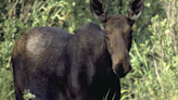 Fish and Game: Turkey hunter shoots moose in self-defense near Blackfoot